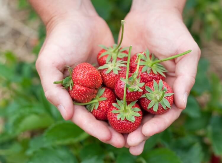 Top 9 Things to do in Maui on a Budget Pick Strawberries