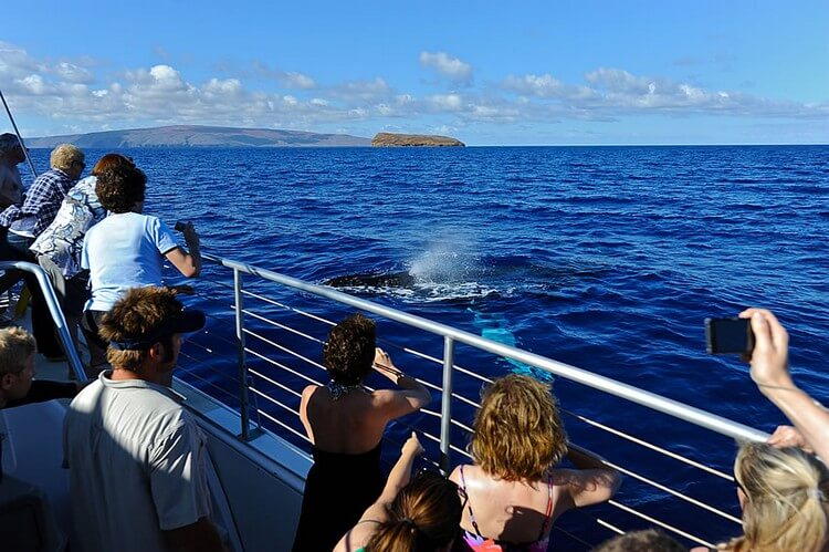 Top 9 Things to do in Maui on a Budget Whale Watch